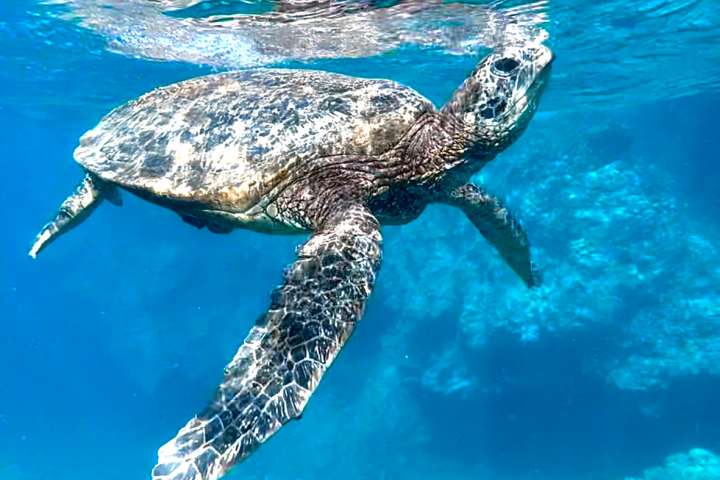 a turtle swimming under water